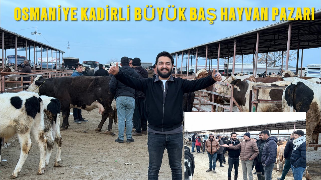 OSMANİYE KADİRLİ B&Uuml;Y&Uuml;K BAŞ HAYVAN PAZARI . KOL KIRAN PAZARLIK 06.03.2026 
