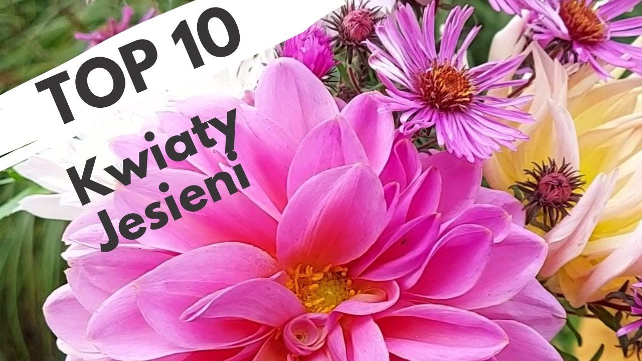 TOP10  Kwiaty  kwitnące jesienią!! Te rośliny warto mieć w swoim ogrodzie!