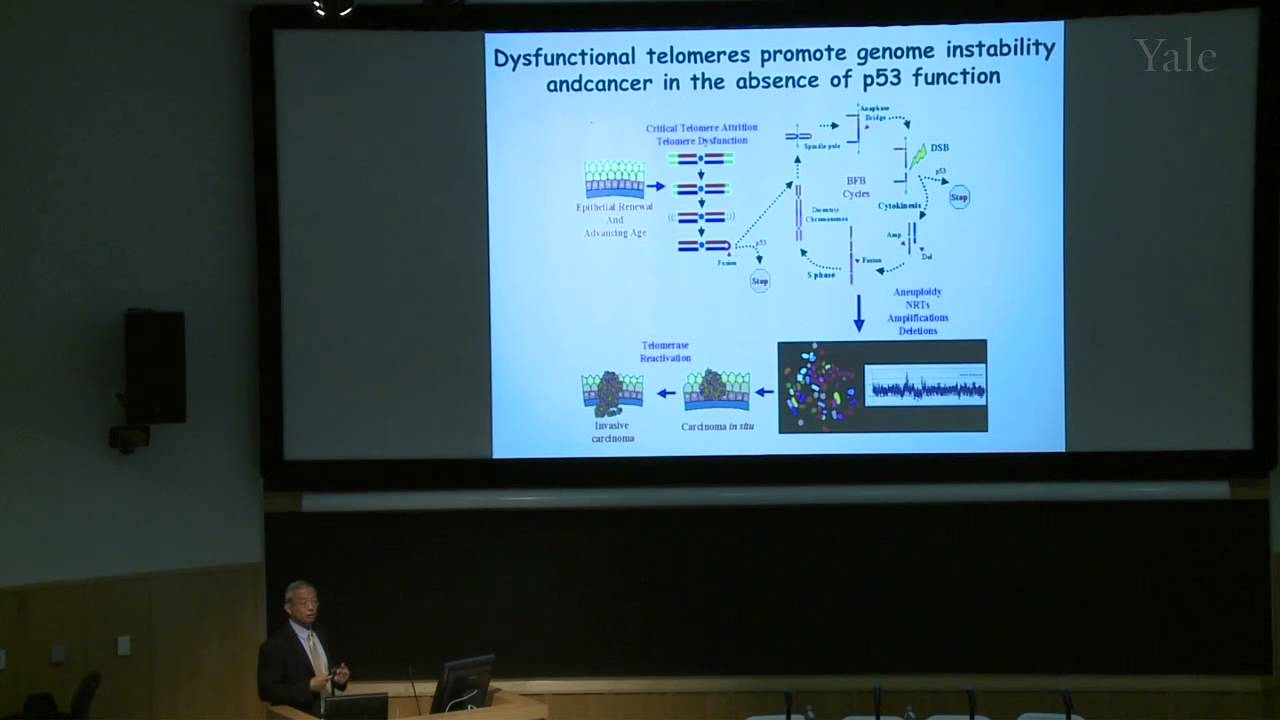The Long and Short of It: Telomeres in Aging and Cancer