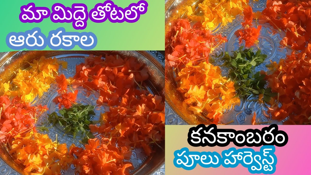 మిద్దె తోటలో సౌందర్య కనకాంబరం లేడీ కనకాంబరం ఎల్లో ఆరంజ్ రెడ్ కనకాంబరం ఆరు రకాల పూలు హార్వెస్ట్