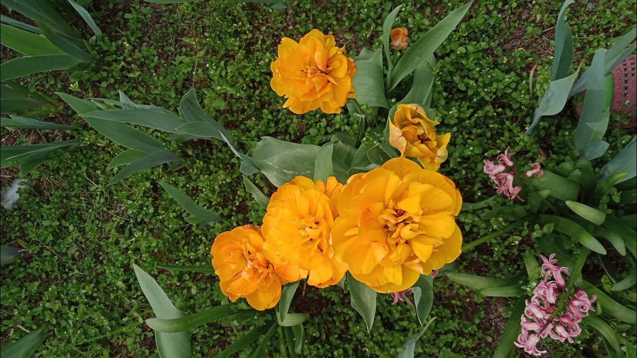 Останній вечір квітня🌸🌷💮 #великапрогулянкасадом