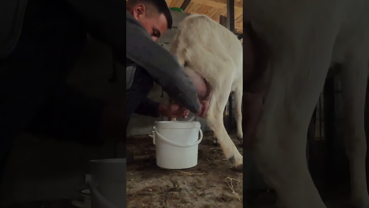 Cum se mulge corect o capra. #viatalatara #viatalasat #animals #capre #goat #daily #dailyvlog  #farm