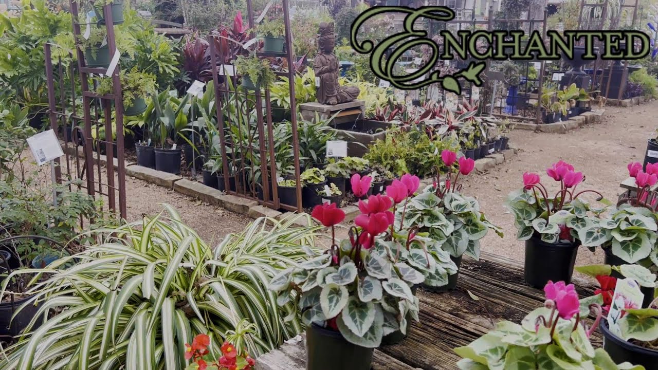 Relaxing Plant Shopping Trip | HUGE Philodendron Jose Buono + Trailing  Hoyas! 💚