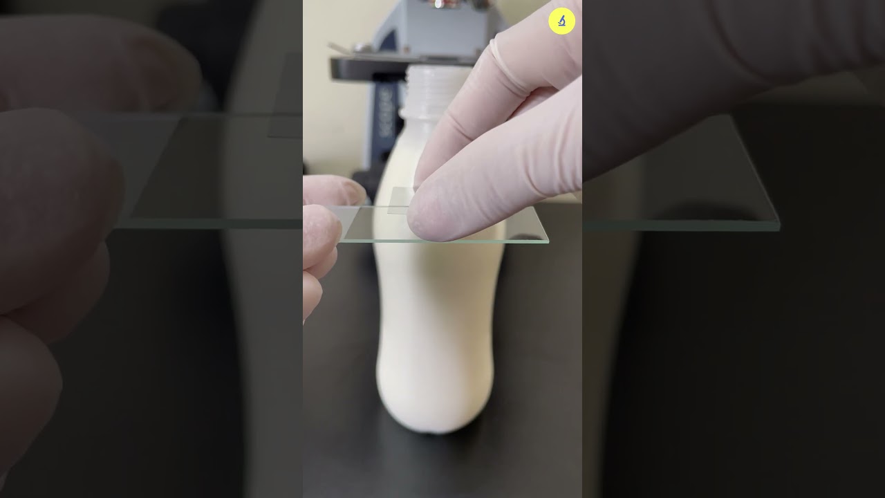 Pasteurized Milk Under The Microscope | TULO - Microscope #shorts #milk #bacteria