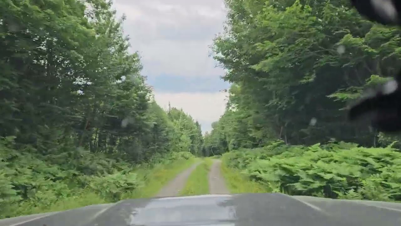 Evening Drive Through The Wilderness