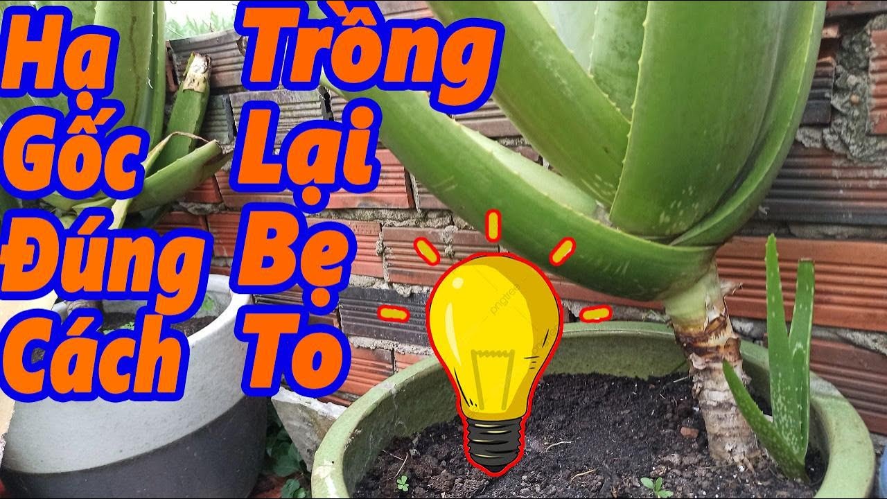 Cách Hạ Gốc Cây Nha Đam Thái. Trồng Lại ►Bẹ To◄