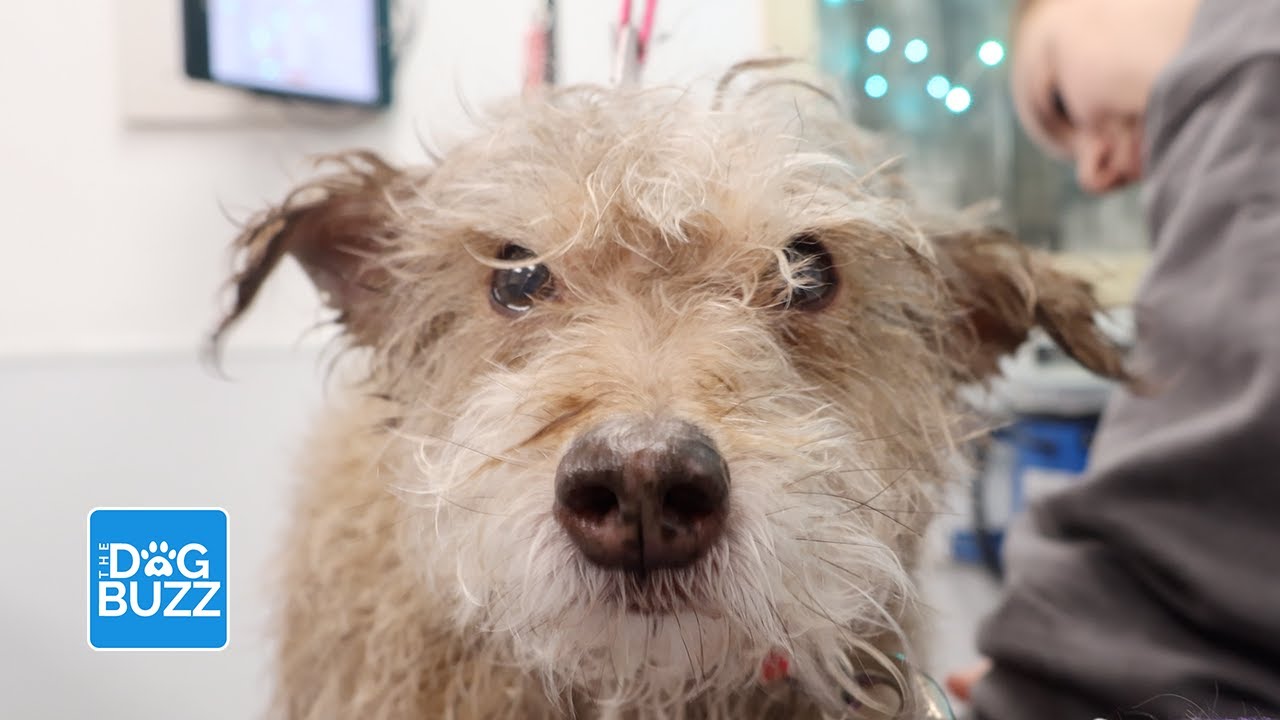 Impossible Dog Grooming Schnoodle Makeover Goes Viral
