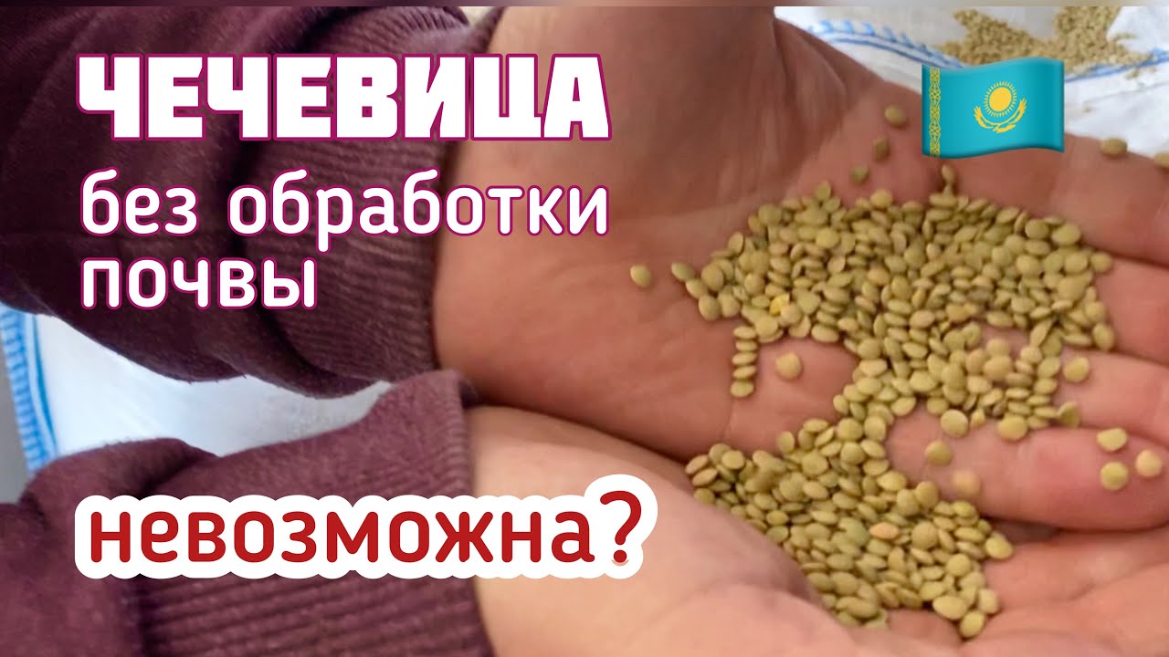 Чечевица - очень высокомаржинальная культура