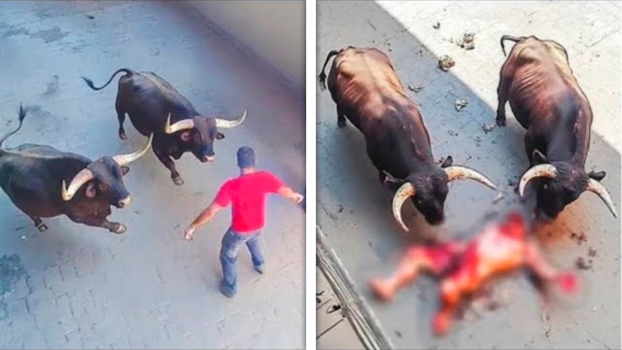 Ataques de Animais Incr&iacute;veis Capturados por C&acirc;meras