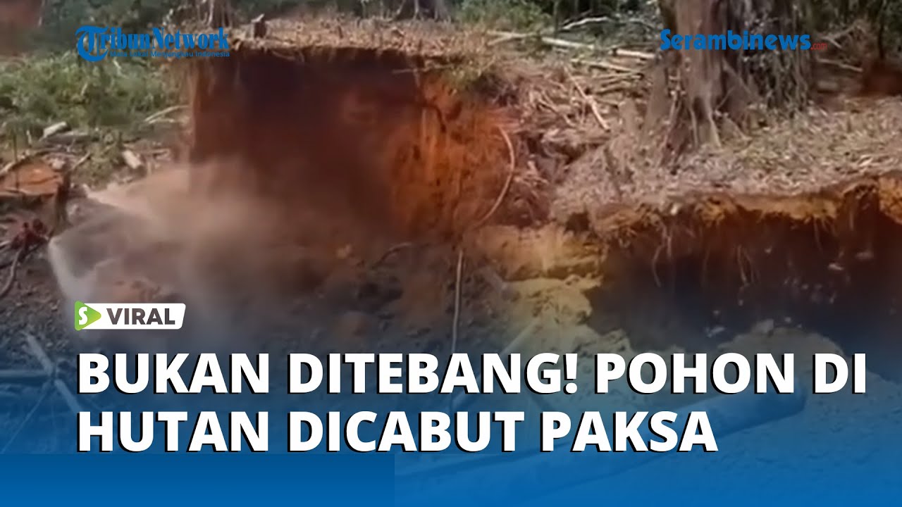 TERKUAK! Cara Mereka Rusak Hutan, Tidak Ditebang Tapi Dicabut hingga Akar Pohon!