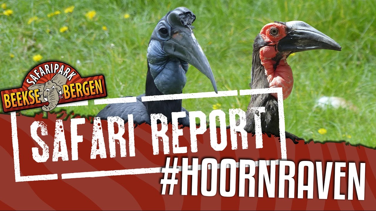 SAFARI REPORT | #58 HOORNRAVEN