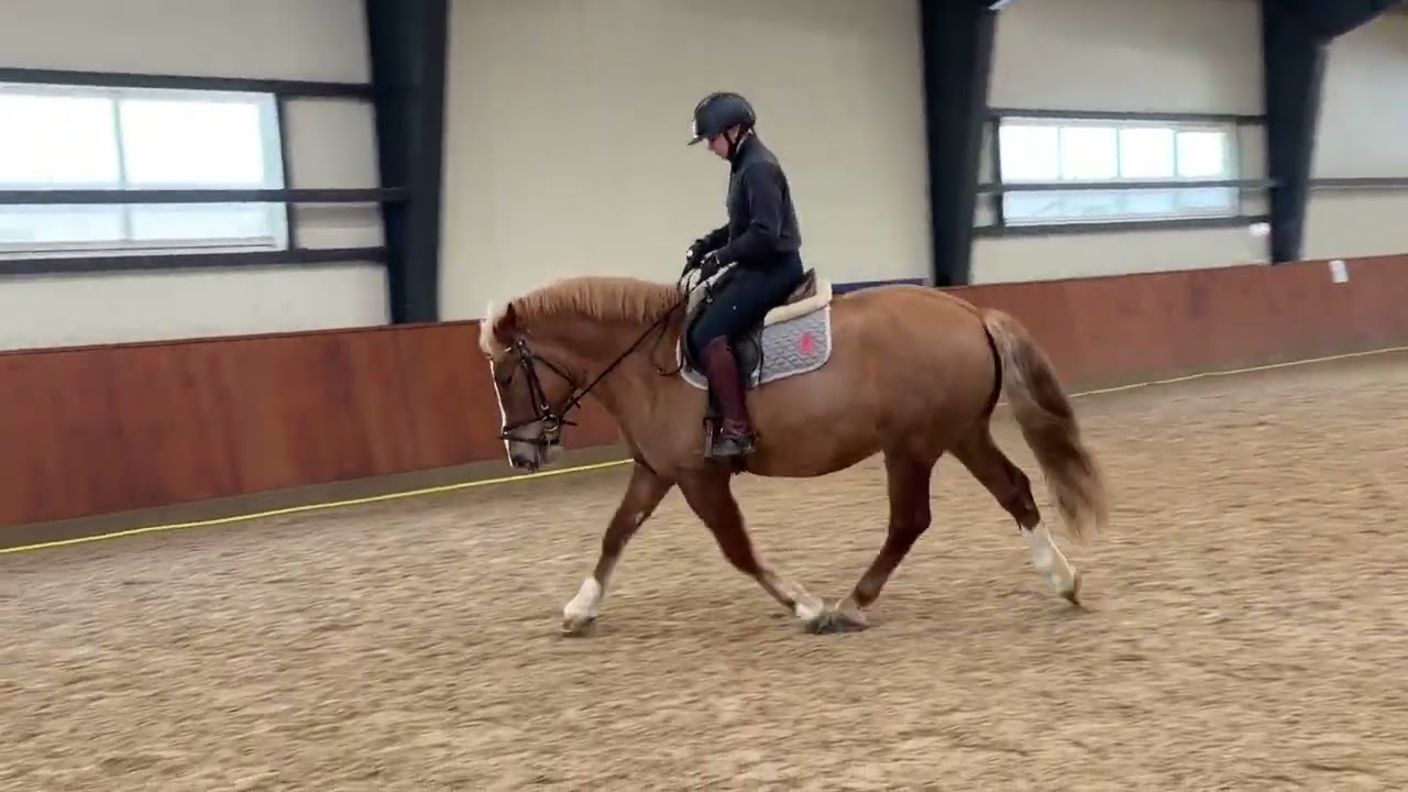 5 yo pony for showjumping/riding school/hobby