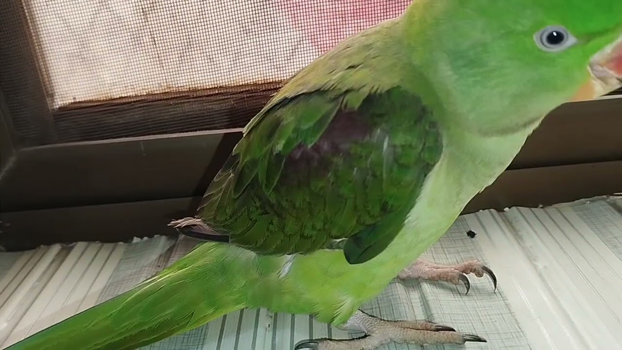 Beautiful parrot 🦜🤩 🦜 talking parrot 