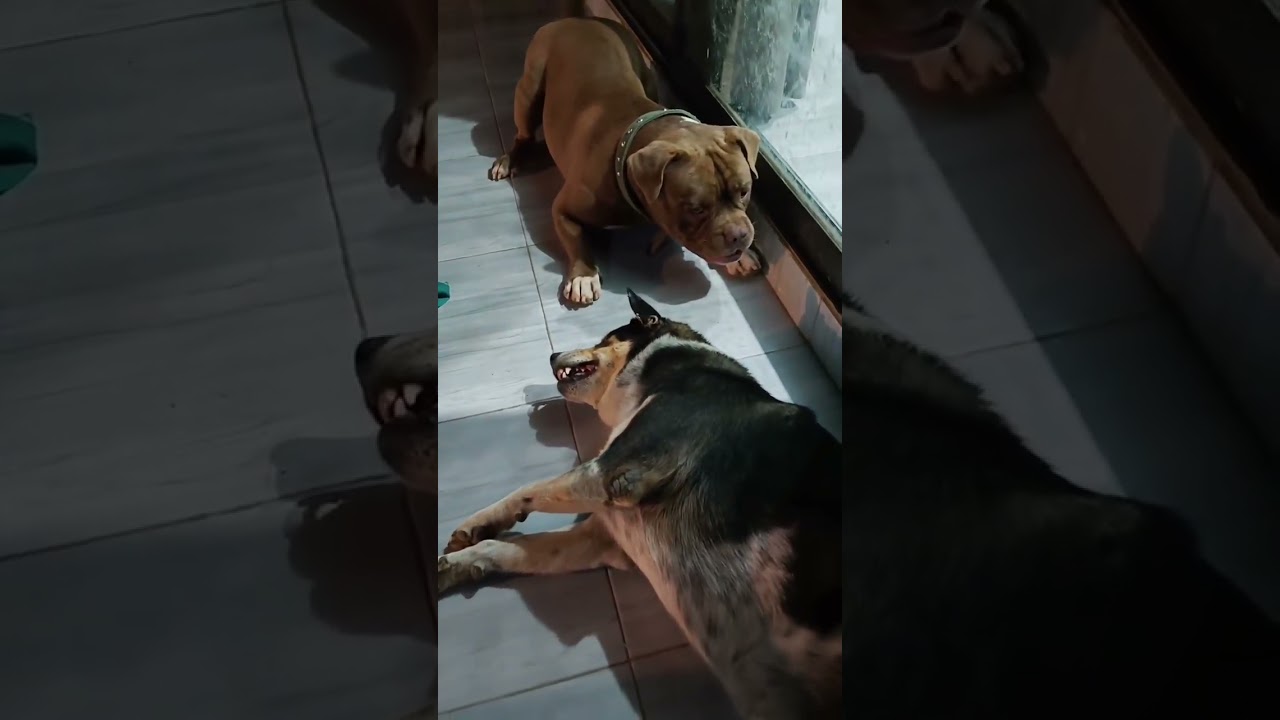 хаха #собака #бульдог #любительсобак