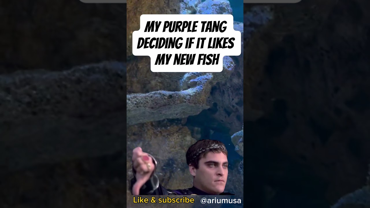My purple tang deciding if it likes my new fish or not… (it doesn’t) 😤🐠💜
