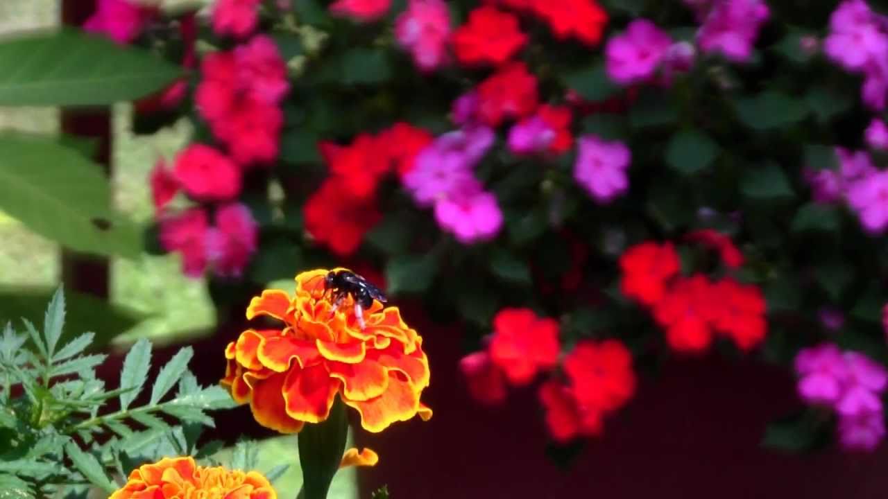 Canon XA10 test with manual focus (MF) with cinema mode & vivid color option
