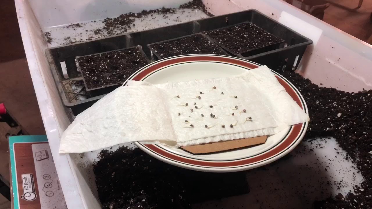 Germinating Crop King Marijuana Seeds