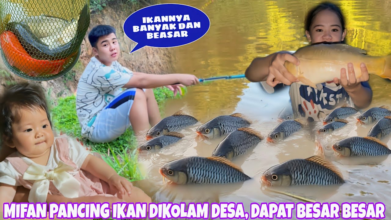 PANCING IKAN DIKOLAM IKAN DESA TERPENCIL, WAOW SETAHUN LEBIH BERLALU IKANNYA SUDAH SEBESAR INI