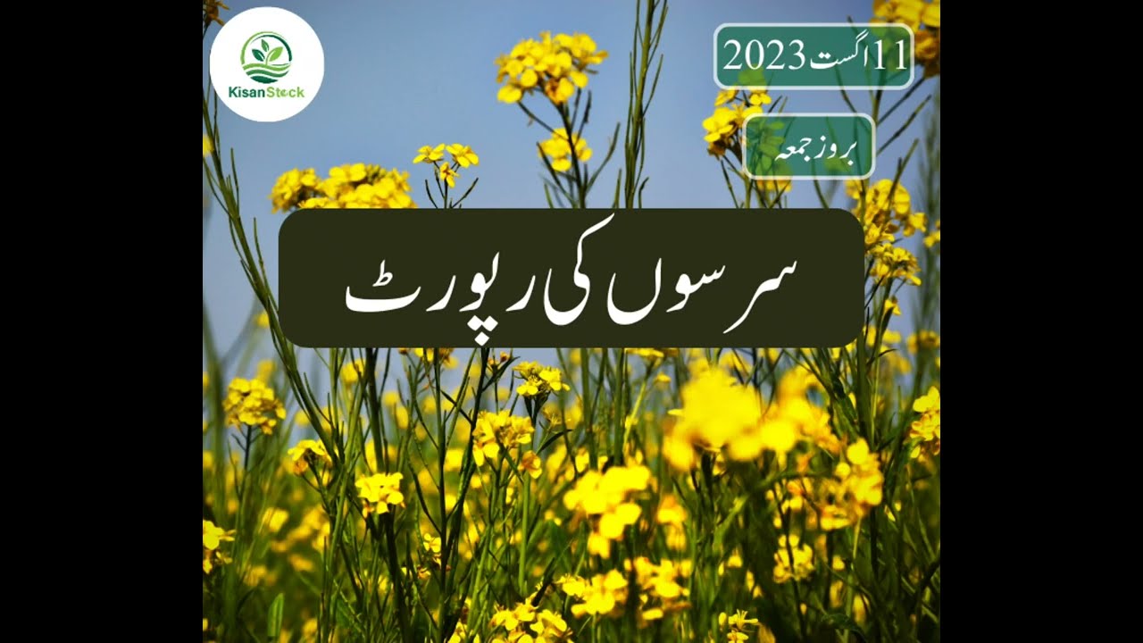 Sarson Report - Mustard Rates Report - Kisan Stock