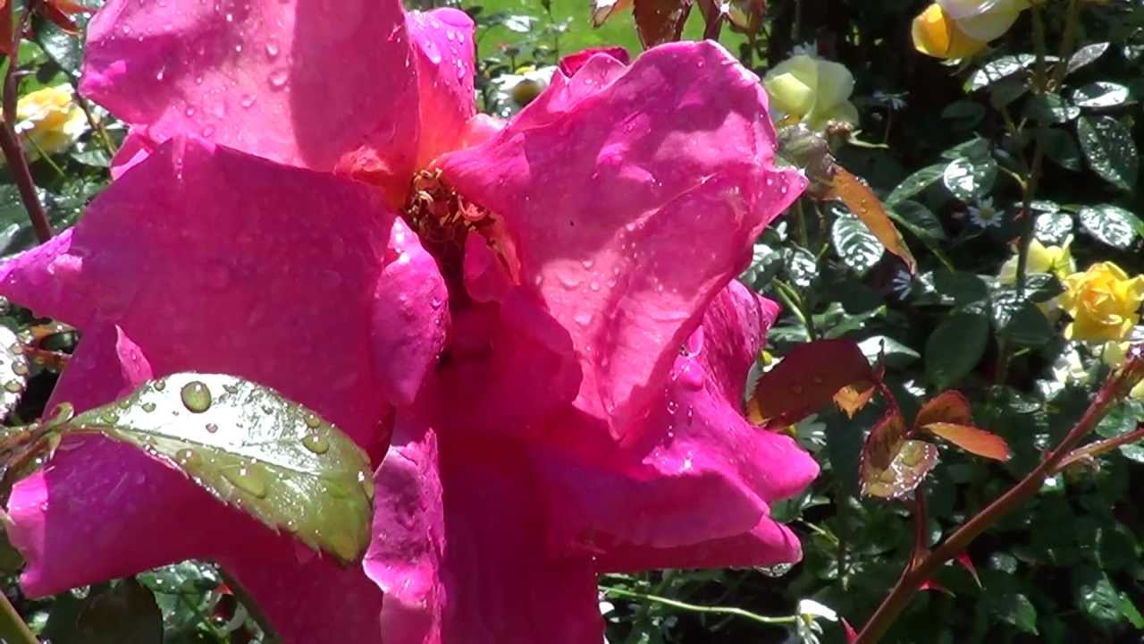 Sony HDR-CX250E test ROSEN 1080p FULL HD