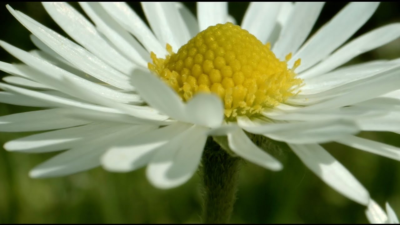 Test Kinefinity with Loawa 24mm macro