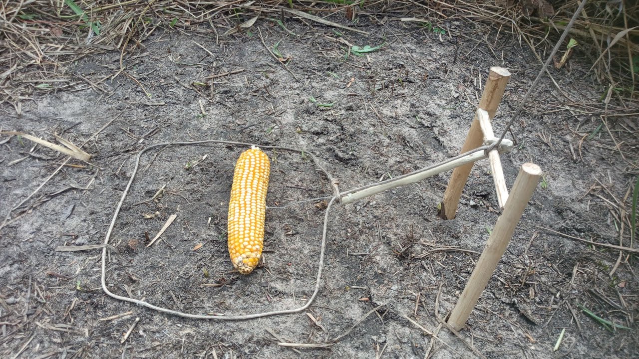 Armadilha de laço para pegar paca capivara veado.