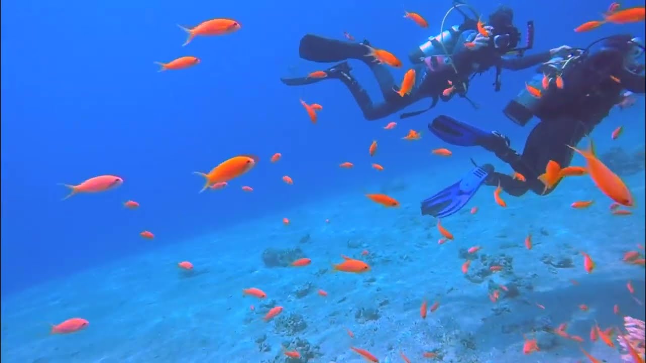 Scuba Diving in Eilat: 40 Year Old Experience, Footage, and Advice