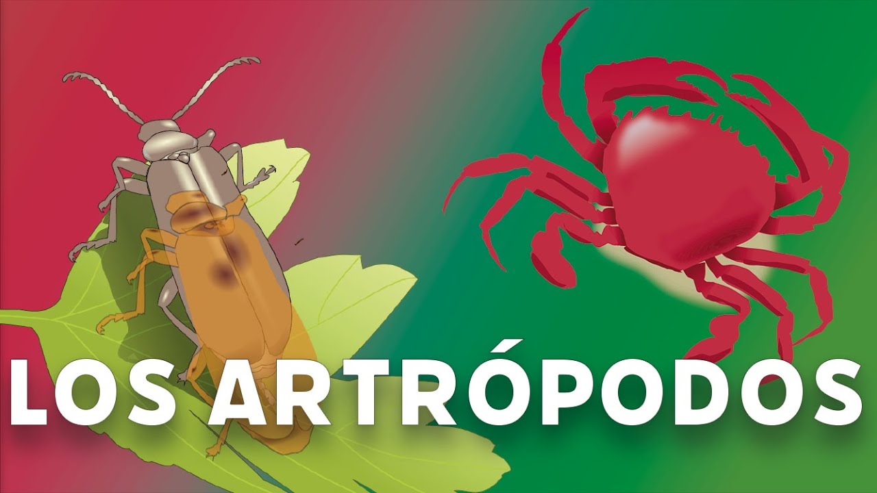 Los artrópodos #videolección 1º de eso