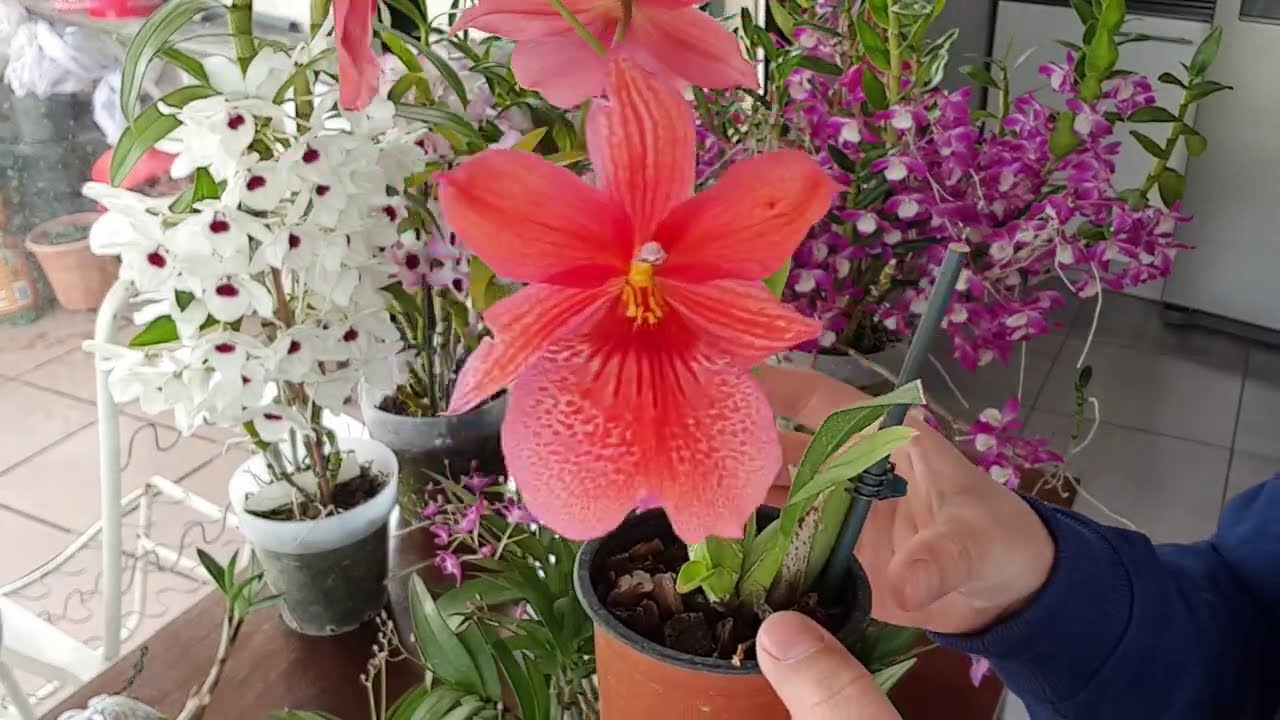 DENDROBIUM KINGIANUM(ACTUALIZACION)
