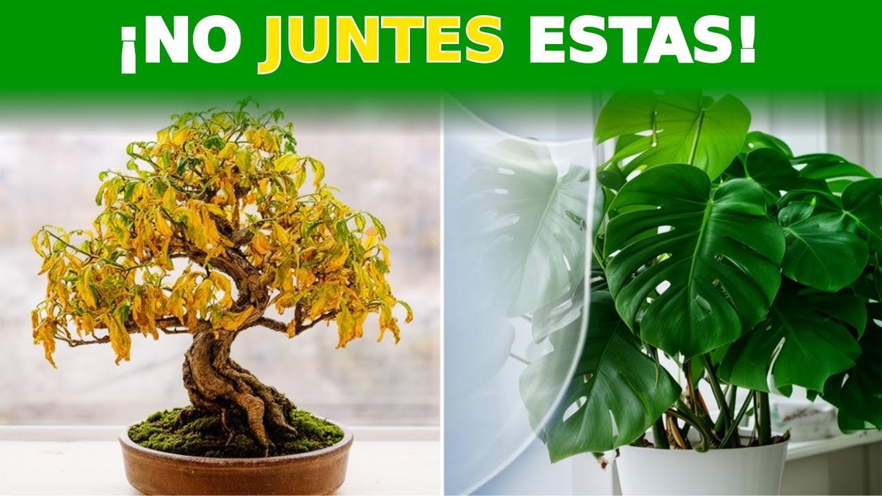 ¡Plantas Que Se Matan Solas! El Secreto Que Nadie Te Dice