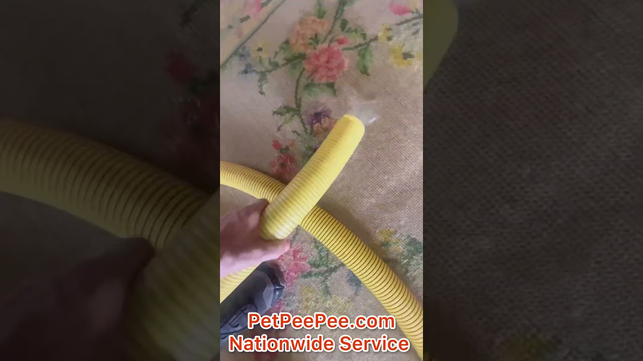 Removing cat pee pee from Needlepoint rug #petpeepee  #cat #rugcleaning #urine