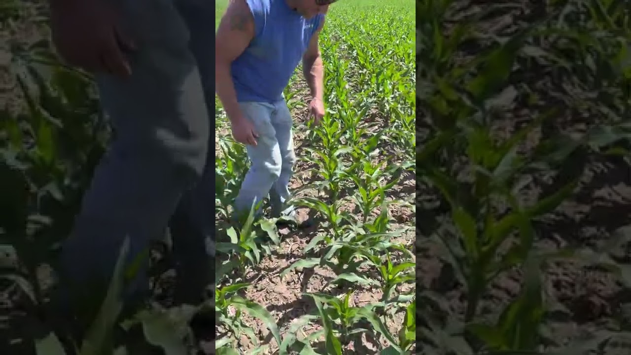 Dan Luepkes tries twin row corn this year