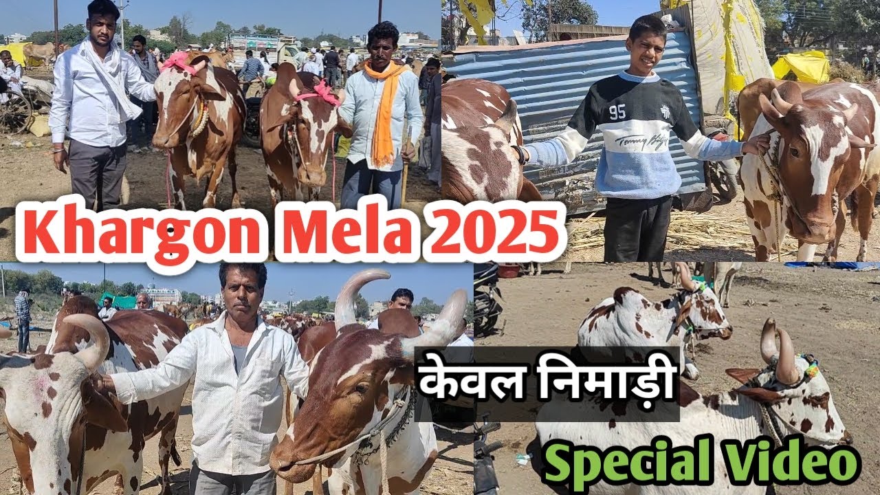 👌👌तीसरे गुरुवार का #खरगौन_मेला || खरगौन मेला की #निमाड़ी_बैलजोड़ियां || Khargon Mela 2025 👍