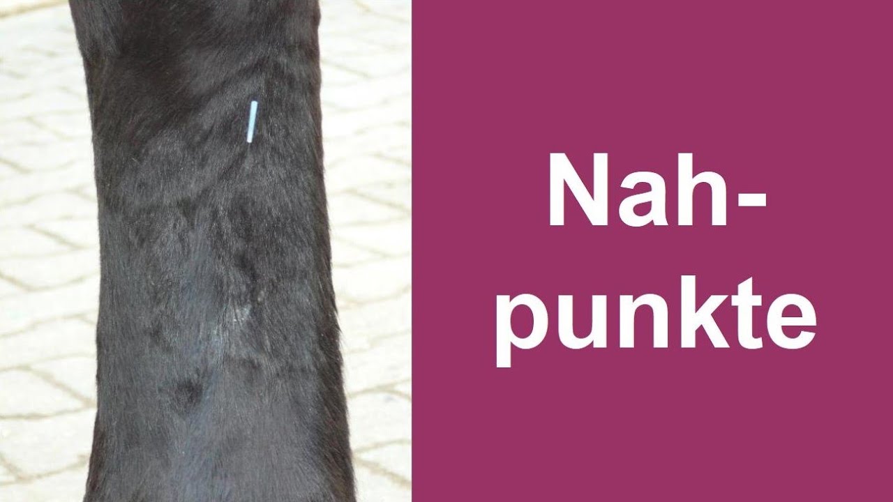 Nahpunkte an Gelenken, an der Halswirbelsäule, an Augen, Ohren, an der Nase #akupunktur #tcm