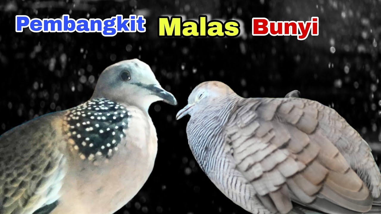 Perkutut Lokal Gacor Suara Besar Vs Tekukur Geyer Suara Jos. Pancingan Istimewa