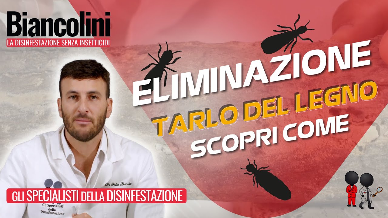 📌Tarlo del legno, scopri come è fatto e come eliminarlo📌