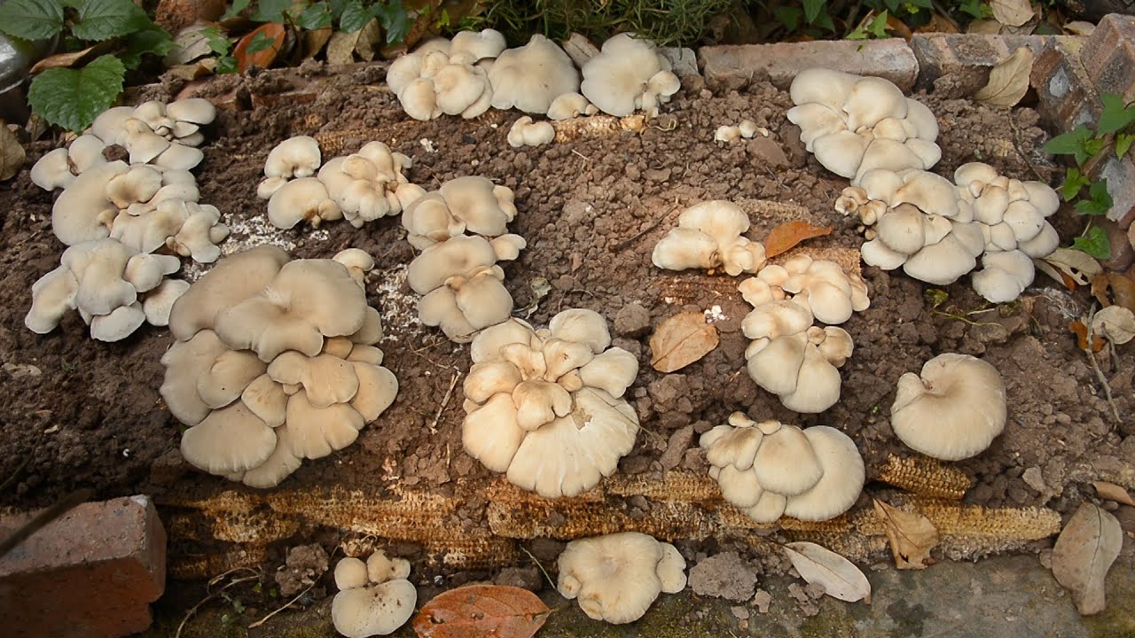 Growing Oyster Mushrooms With Corncob || 我用玉米芯种出平菇啦