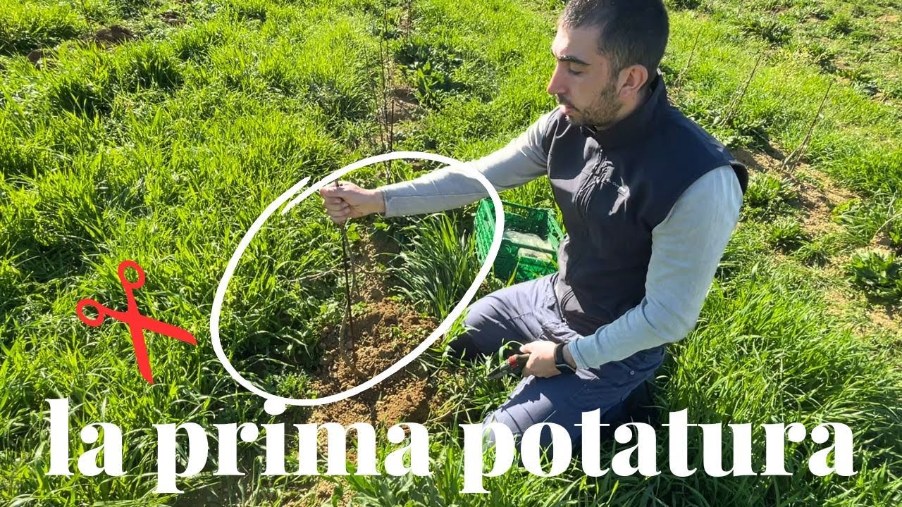 Prima POTATURA DELLA VITE:  (4 esempi) per non commettere ERRORI!