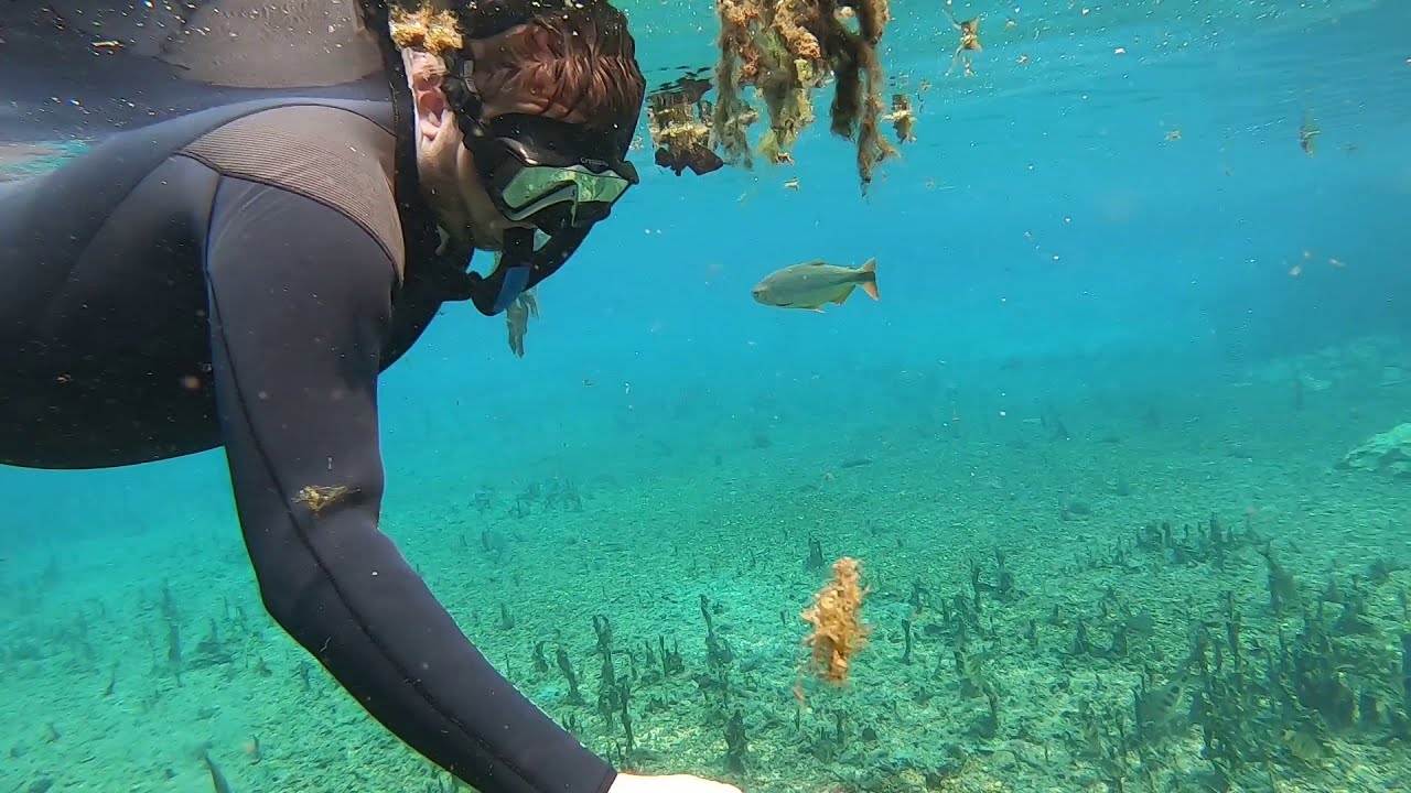 Snorkeling in Rio da Prata - Very clear freshwater river
