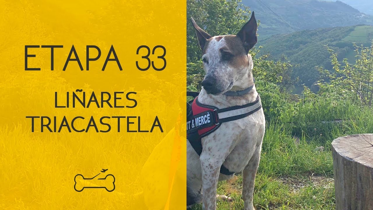 ETAPA 33: LIÑARES A TRIACASTELA | Camino de Santiago con perro