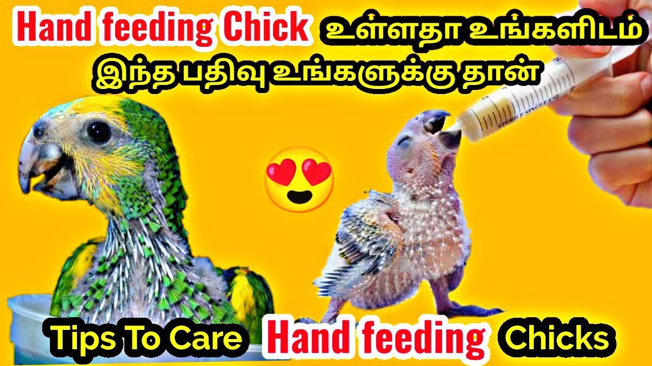How To Care Hand Feeding Pet bird Chicks ? || Best Warm Place For Hand Feeding chick in Tamil