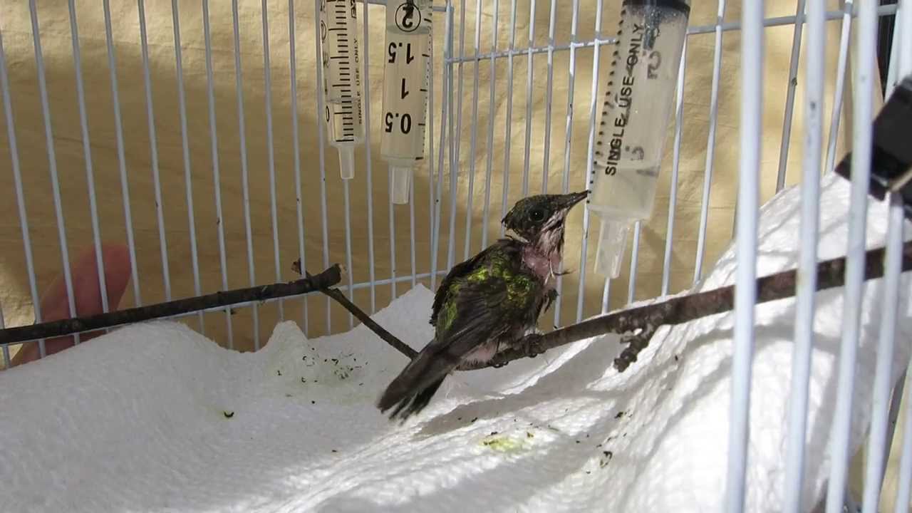 Iinjured Hummingbird in Rehabilitation
