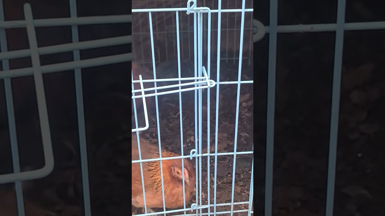 Horny Rooster Rapping