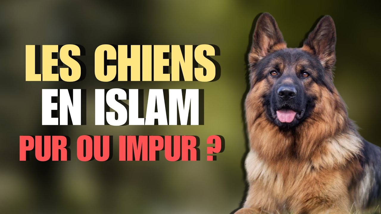 On vous a menti : ce que l’Islam dit vraiment sur le chien