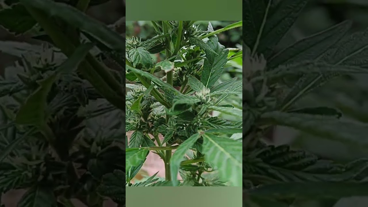 #growupdate #grow2025 #viralvideo #420growers #growshorts #video #cannabisoutdoor #weedshorts #ab18