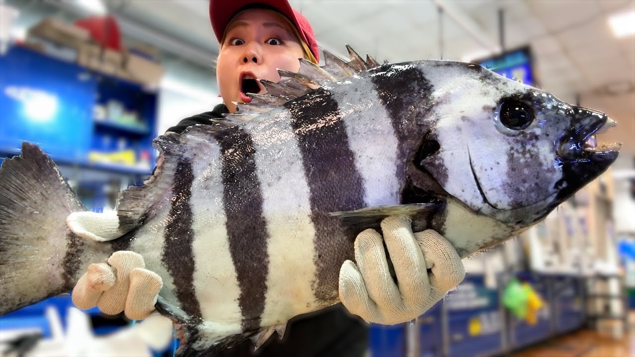 🐟비싸서 못 사먹던 돌돔, 가격이 왜이렇게 떨어졌어?! 지금이 먹을때다!!🔥