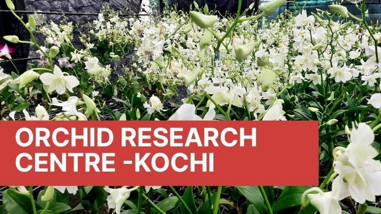 Buy Online Orchids/Orchid Research center in kochi/HAFI BIOTECH/Low rate Orchid/salu koshy/garden