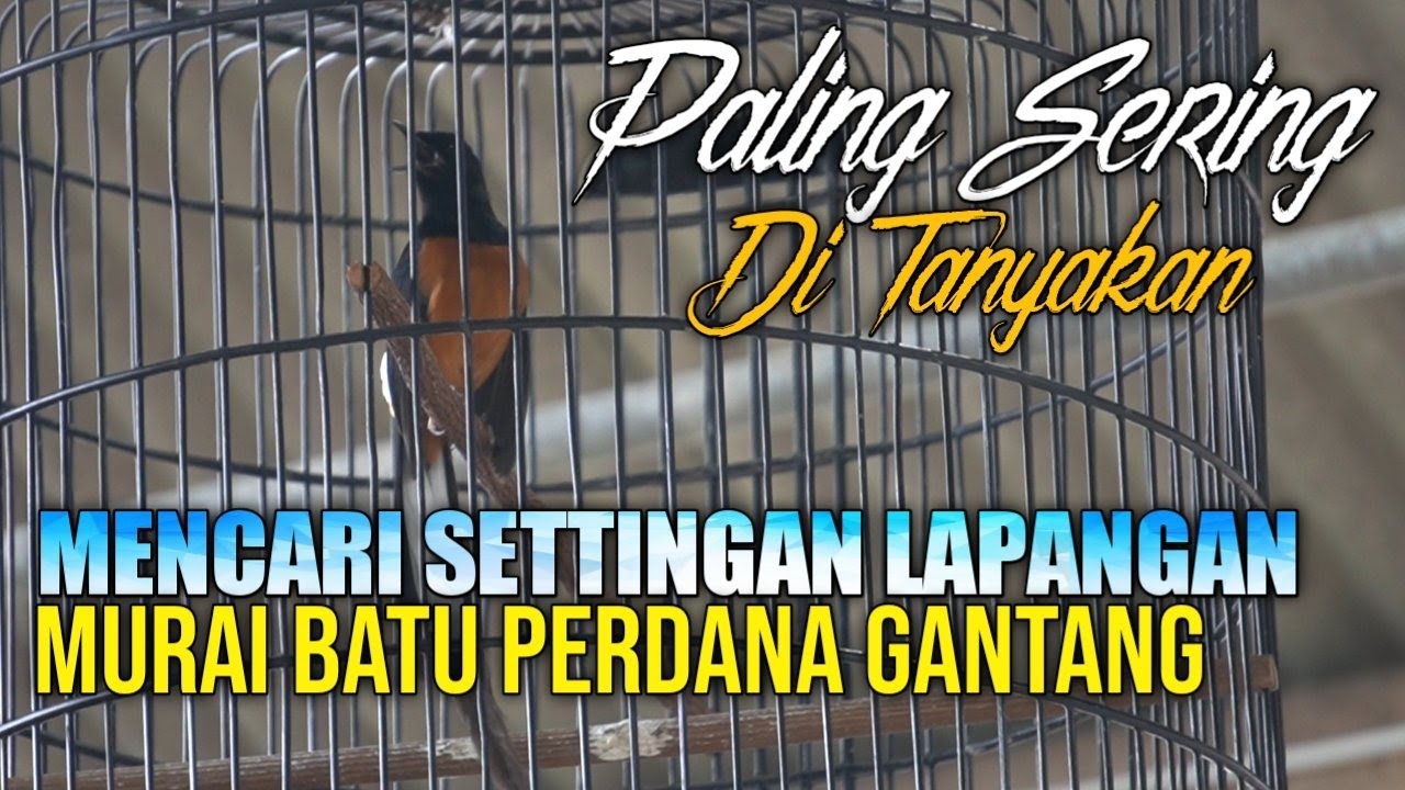 Mencari Settingan Murai Batu Perdana Di Lombakan