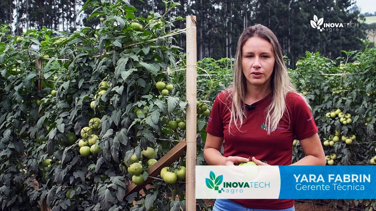 Tomate Coronel - Reserva PR