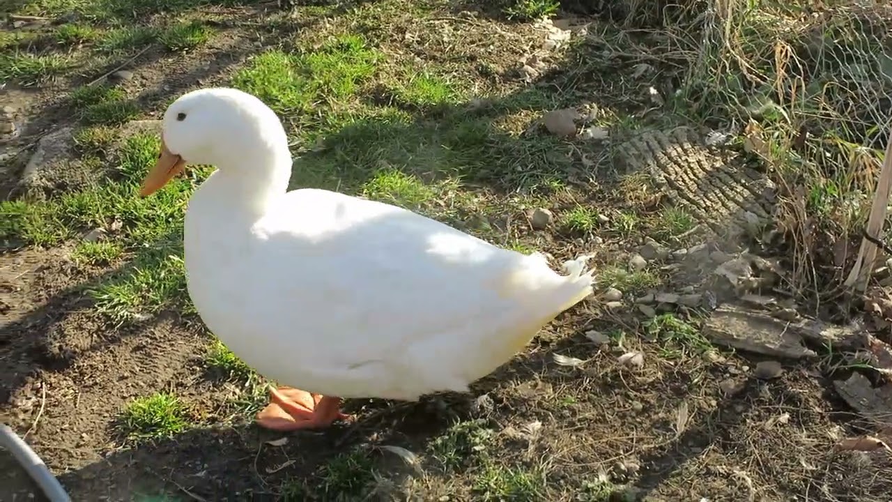 King Duck!  He knows he's cute.